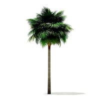 Sabal Palm Tree 3D Model 11m