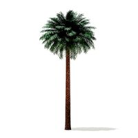 Silver Date Palm Tree 3D Model 11m