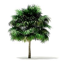 Thatch Palm Tree 3D Model 6m