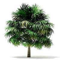 Thatch Palm Tree 3D Model 5m