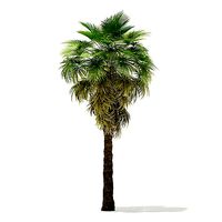 California Palm Tree 3D Model 7m