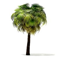 California Palm Tree 3D Model 7m