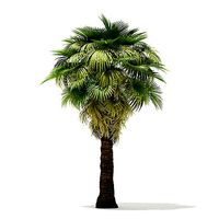 California Palm Tree 3D Model 7m