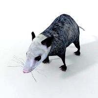 Opossum