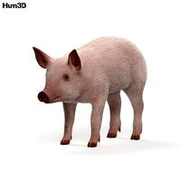 Piglet HD