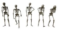 Skeleton Standing Poses
