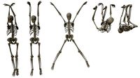 Skeleton Hanging Poses