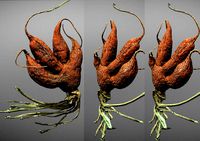 Old five steam carrot root