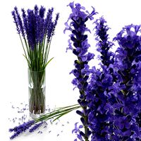 The bouquet of lavender in a vase