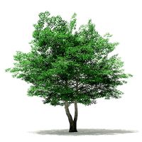 Tulip Tree 3D Model 7m