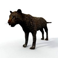 Leopard