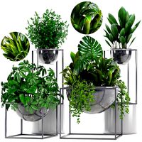 Collection Exotic plants