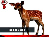 Deer Calf