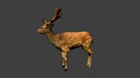 animal deer