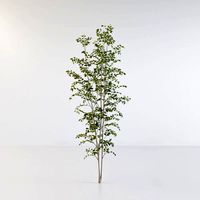 Fraxinus griffithii Tree 3