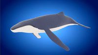 Rigged low poly Whale