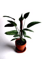 Calathea Bachemiana in Pot 2