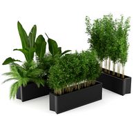 Flowerbed Palm Three