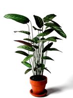 Calathea Bachemiana in Pot