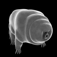 Tardigrade