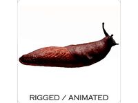 Arion Vulgaris