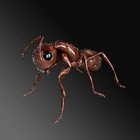 Carpenter Ant