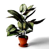 Calathea Ornata Sanderiana in Pot 3