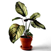 Calathea Ornata Sanderiana in Pot