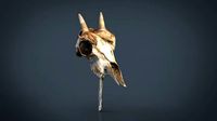 Mountain goat skull