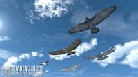 Soaring birds - animals for environment