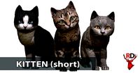 Kitten short