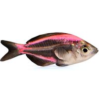 Crystal Catfish