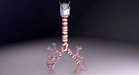 Larynx and trachea