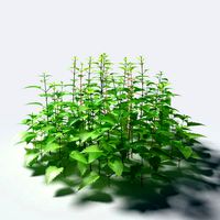 Stinging Nettle Pack