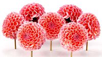 Garden Dahlia Red