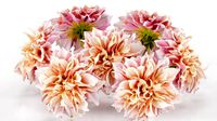 Garden Dahlia Pink