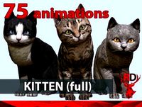 Kitten full