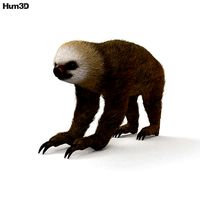 Two-Toed Sloth HD