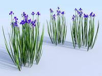 Siberian iris set Iris sibirica