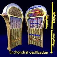 Bone epiphysis ossification detailed labelled anatomy microscopy