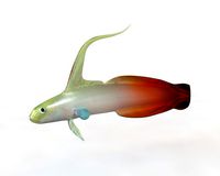 Red Fire Goby Fish