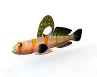Randall Goby Fish
