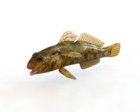 Frillfin Goby Fish