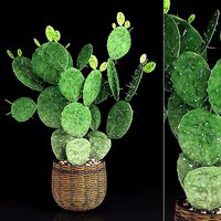 Plant 9