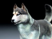 Siberian Husky Rigged Hair Fur