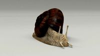 Garden Snail - cornu aspersum