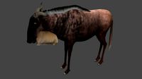 Wildebeest