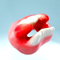 Vampire Teeth