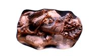 Merycoidodon Fossil