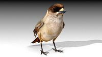 Siberian Jay
